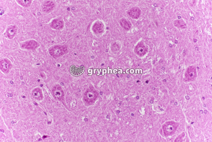 Hypothalamus CL x100 - gryphea.com